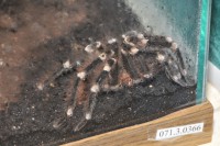 /album/zoostv/pauk-ptitseed-jpg/